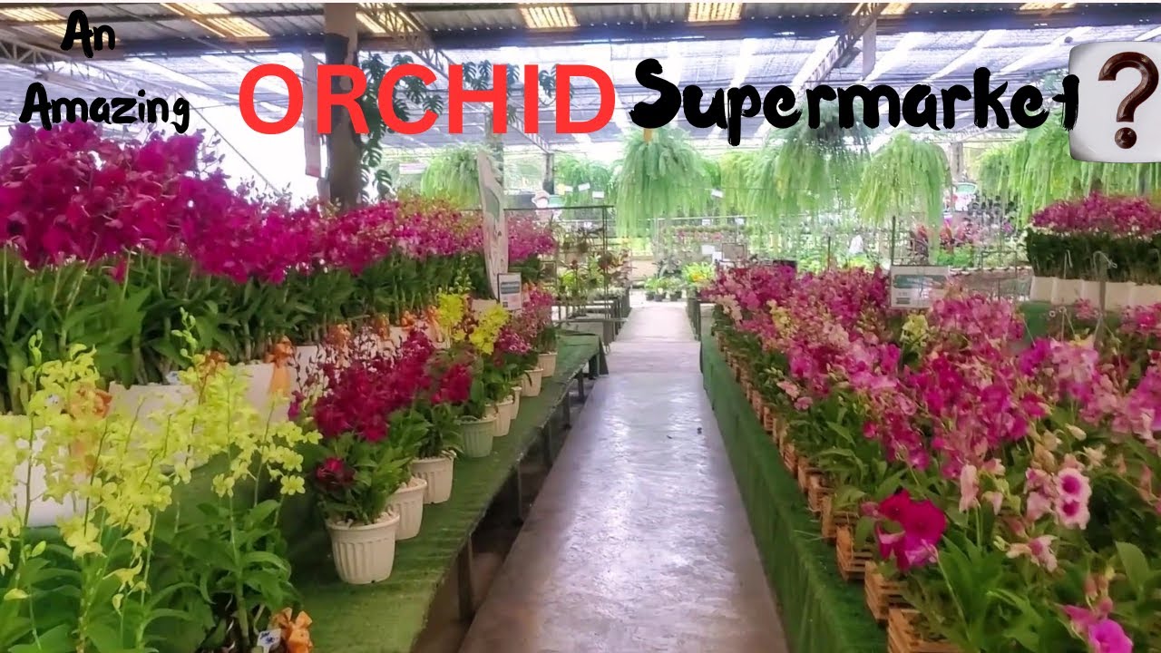 A Never Before Orchid Experience || An ORCHID SUPERMARKET || THAILAND