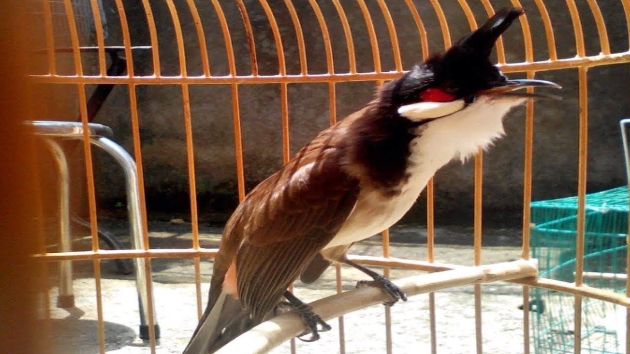 Thailand bird - เสียงนกกรงหัวจุก สำหรับต่อ หรือ เปิดให้นกคึก เสียงเพราะๆ, นกกรงหัวจุก - Bird Clip