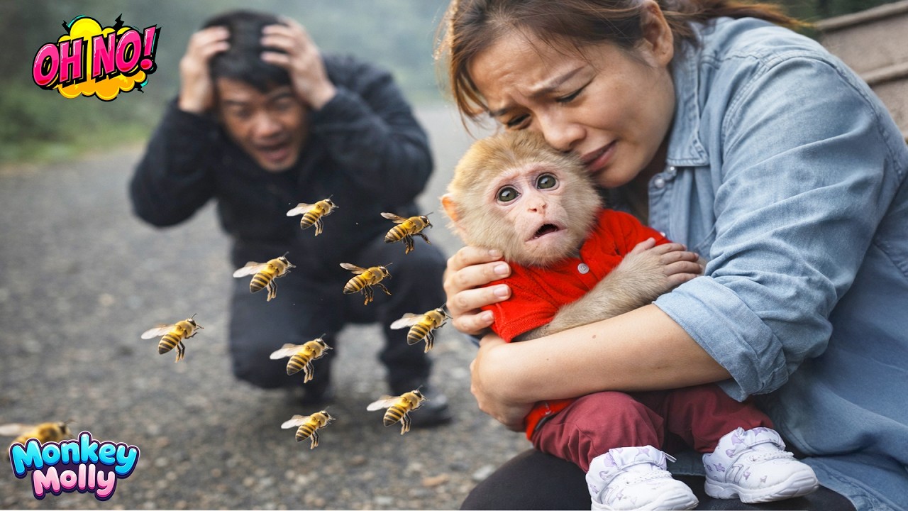 A frightening moment as Monkey Molly is surrounded by bees, making her parents anxious
