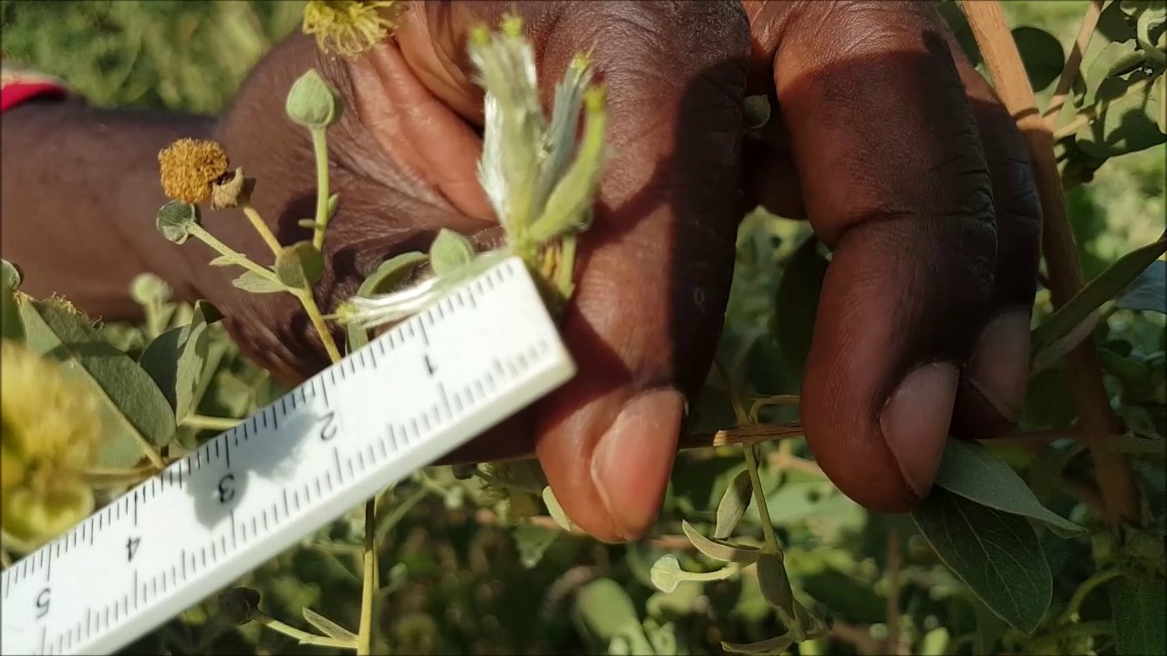 ASMA Guiera senegalensis AS 53
