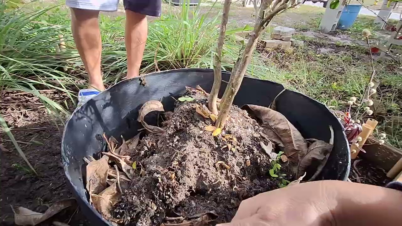 Relocating my kaffir lime tree 