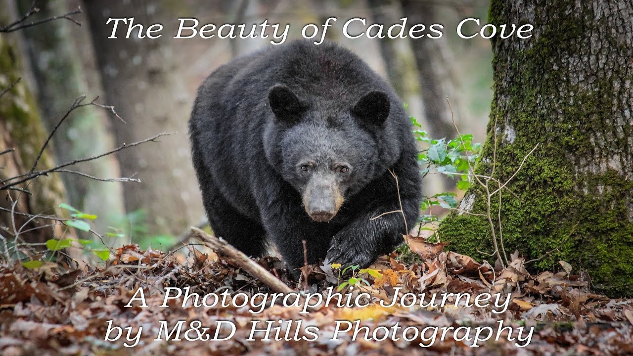 The Beauty of Cades Cove, Great Smoky Mountains National Park