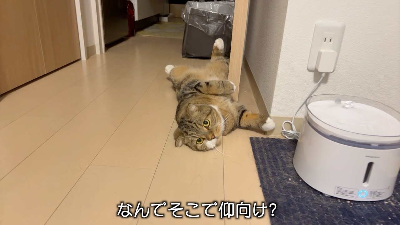 うちの猫、いつでもどこでも「へそ天」です