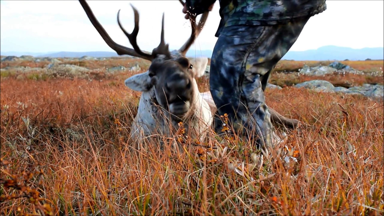 Long Range Rondane nr47 Shoots a large reindeer buck, Caribou