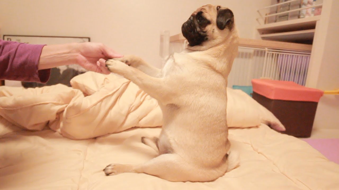とにかくかわいいパスタ映像置いときます【パグ犬と一人暮らし社会人男】