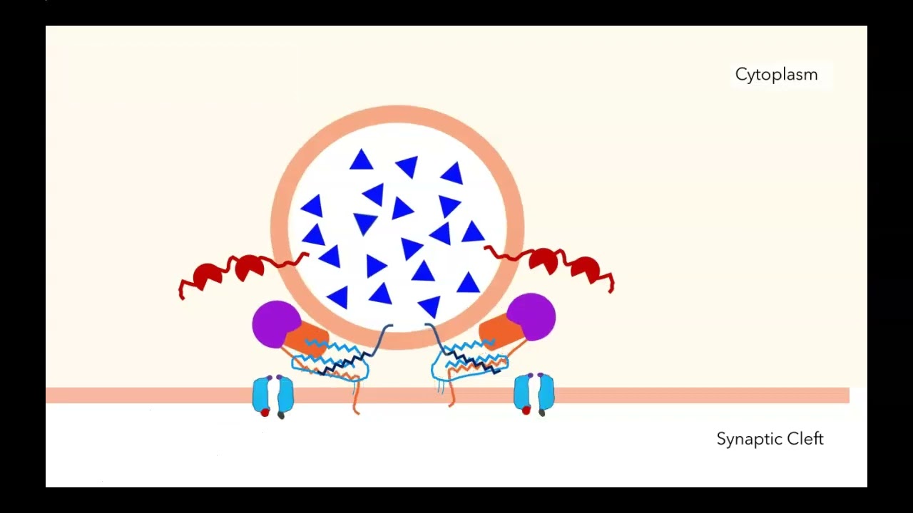 Synaptic Vesicle Release