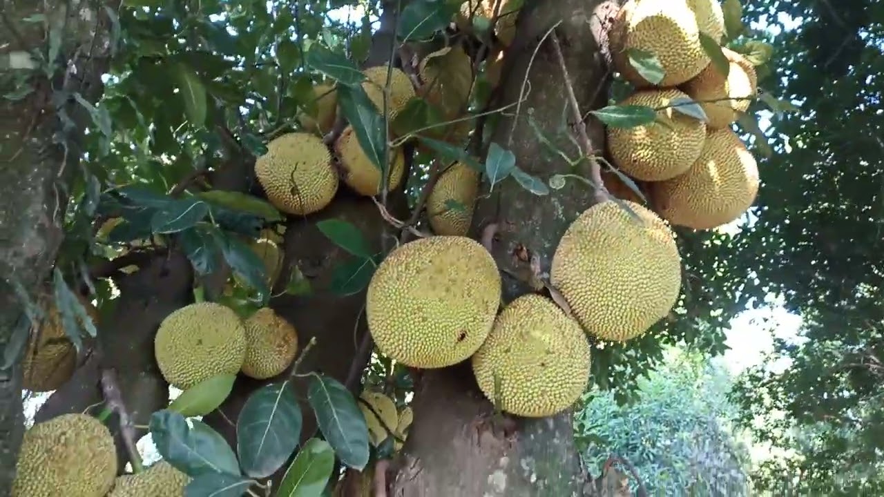 #abacaxi é a fruta que estamos cultivando agora na chácara 