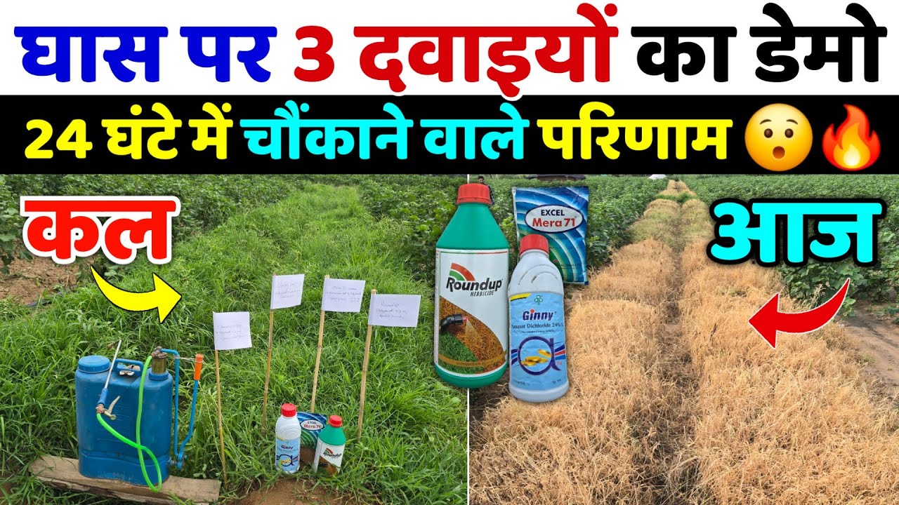 3 खरपतवार नाशक दवाइयों का डेमो | 24 घंटे में अलग अलग रिजल्ट | घास का सफाया | kharpatwar nashak dawa