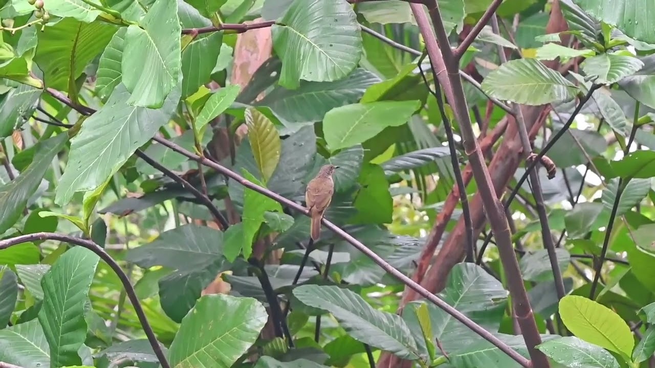 olive winged bulbul 橄欖褐鵯