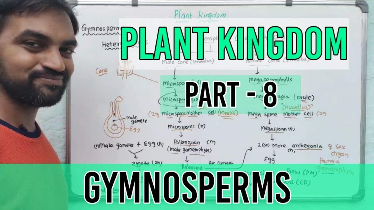 Plant Kingdom | Part 8 | Gymnosperms