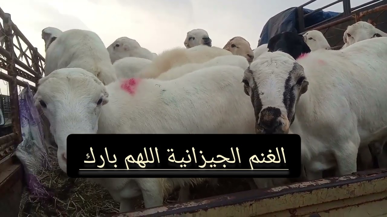 تعال لنكتشف سوق الغنم خميس مشيط وأسعار الغنم والإبل