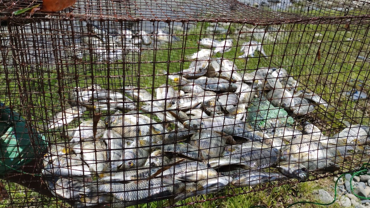 AMAZING FISH TRAP
