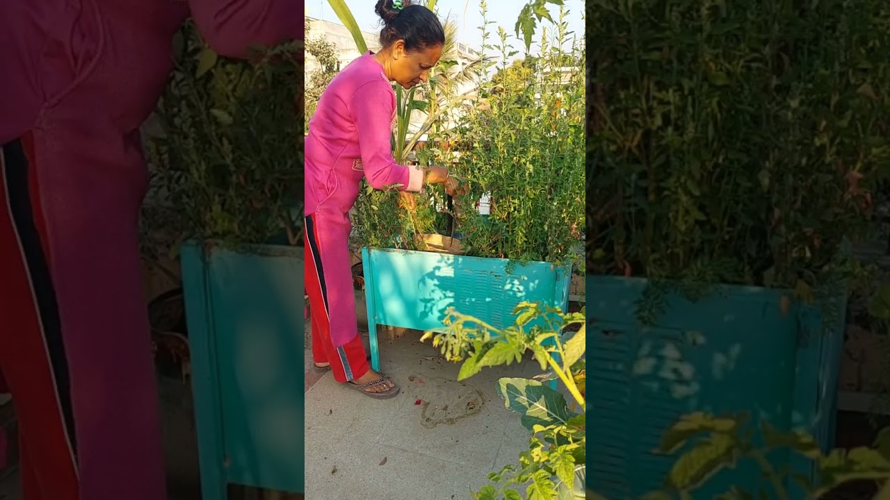 बागबानी/टेरिस गार्डनिग कैसे करे/छत पर उगाए आर्गेनिक फल और सब्जियां/summer vegetables gardening. 