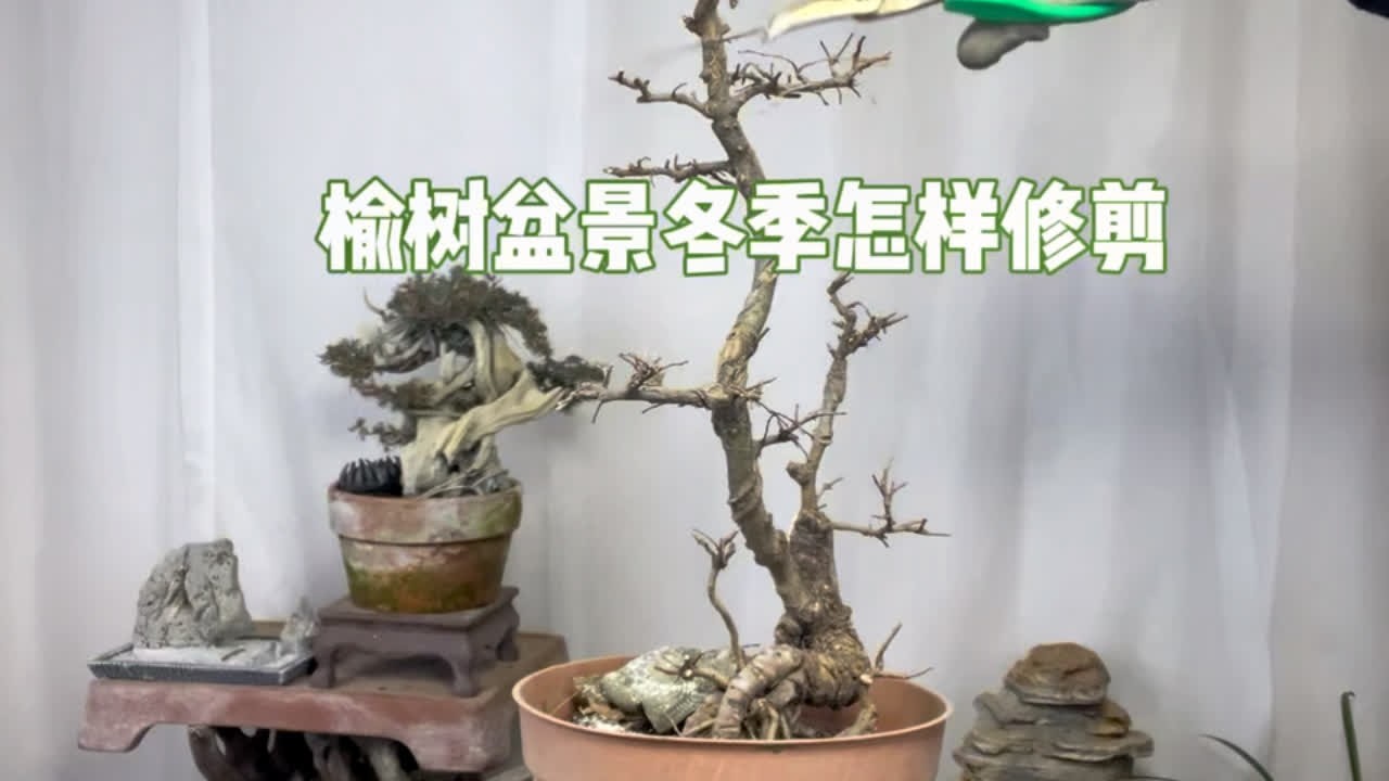 培育中的榆树盆景冬季怎样修剪？很实用！赶紧看看 园艺师教你榆树盆景冬季修剪造型技巧。#盆景 #榔榆 #榆树修剪 #盆景制作
