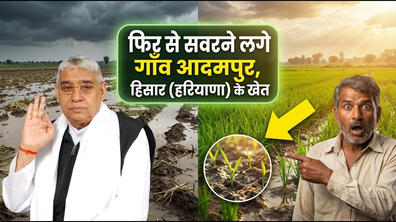 गाँव आदमपुर, हिसार (हरियाणा) में बाढ़ का असर खत्म, खेतों में बुआई का काम पूरा। Village Adampur