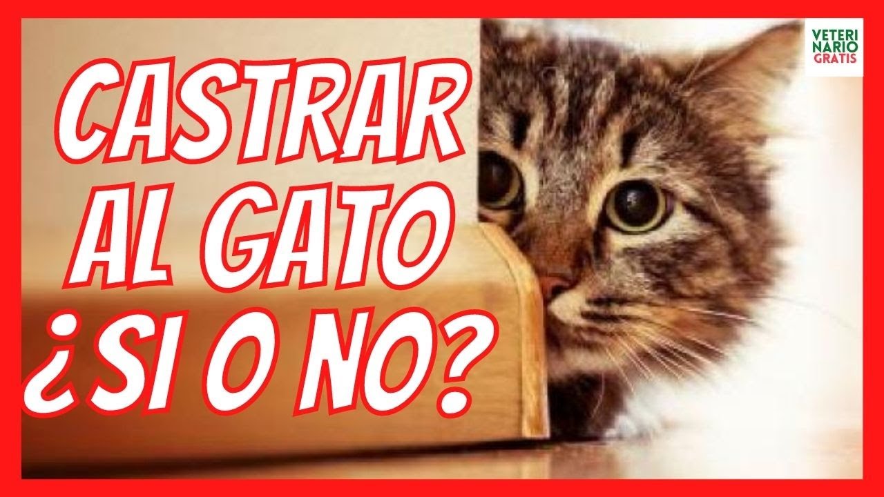 🐱 PRECIO, INCONVENIENTES Y BENEFICIOS DE CASTRAR A UN GATO 🐱