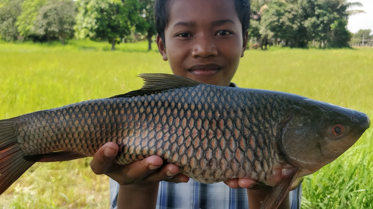River Fish Recipe / River Fish Soup Prepared by Kdeb