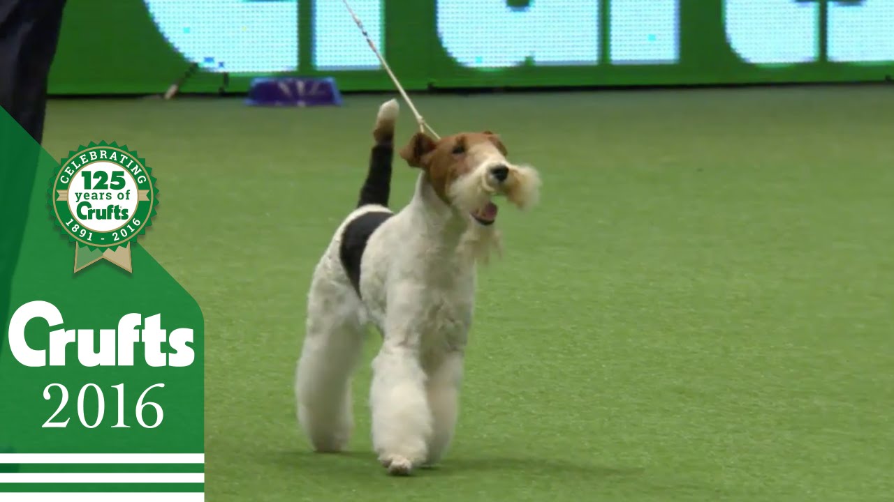 West Highland White Terrier wins the Terrier Group Judging | Crufts 2016