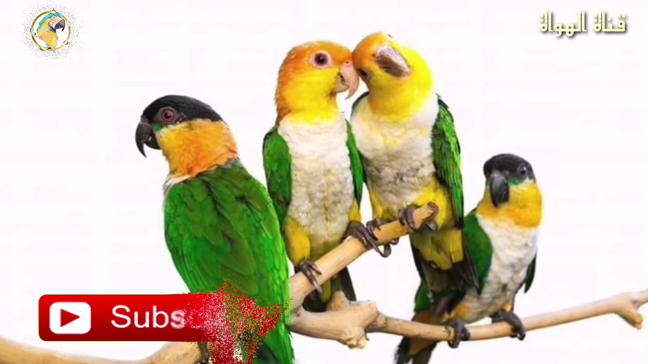 Caique  ببغاء الكايك او الكايكو