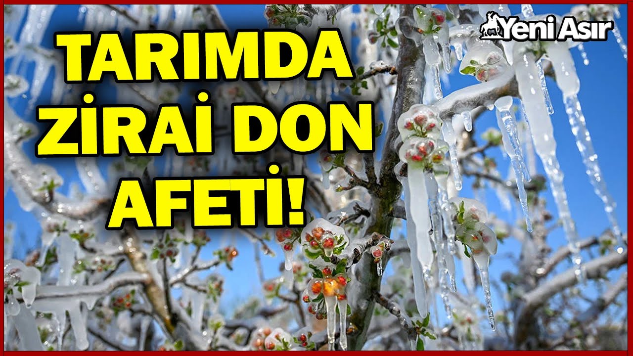 Tarım Ürünlerini Zirai Don Vurdu! Son 30 Yılın En Şiddetli Zirai Don Afeti I Yeni Asır
