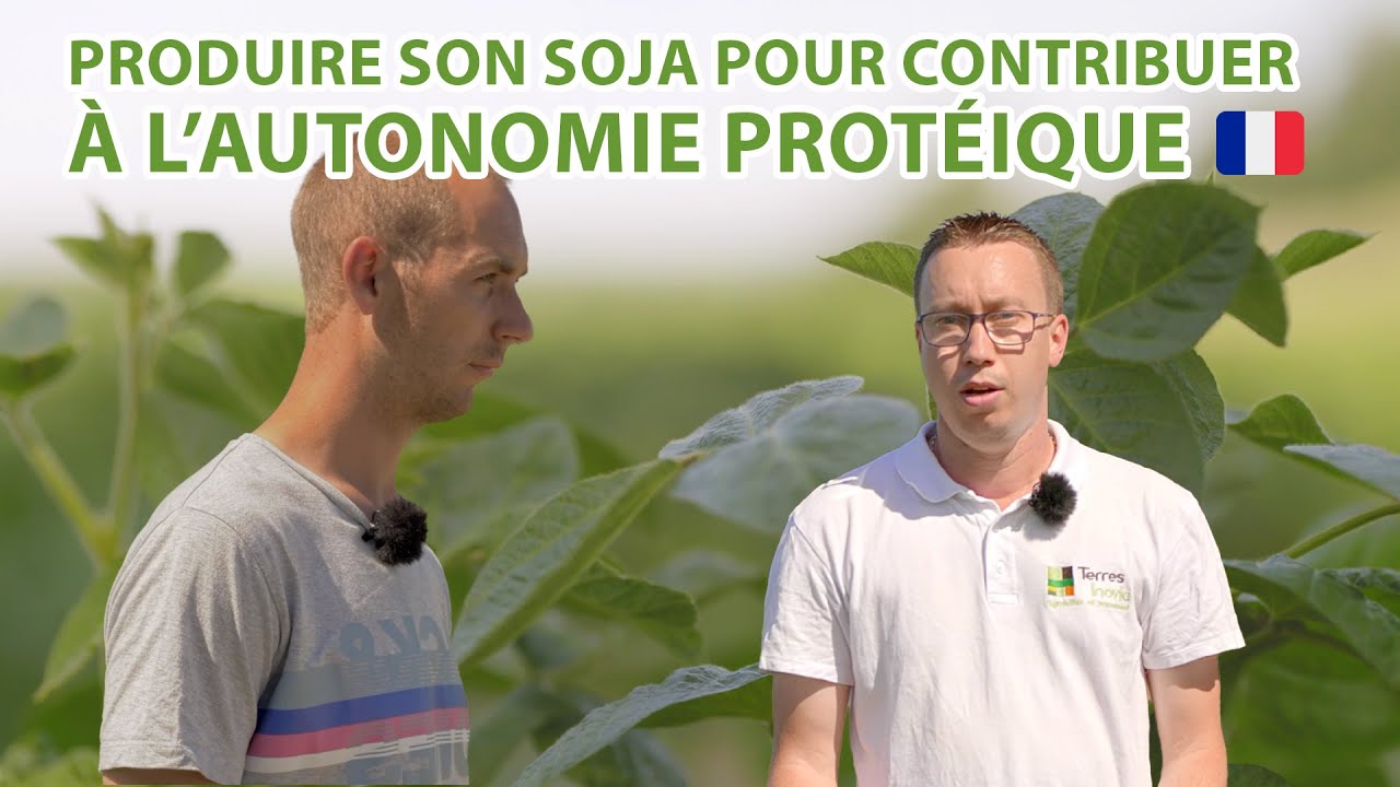 Nicolas Royer produit du soja 🇫🇷 pour nourrir ses vaches laitières | Les pieds dans les champs