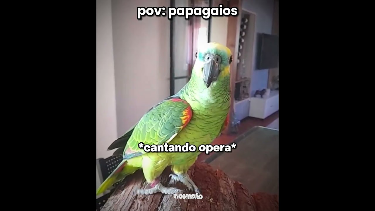 os papagaios mais falantes kkkk l #engra&ccedil;ado #humor #animais