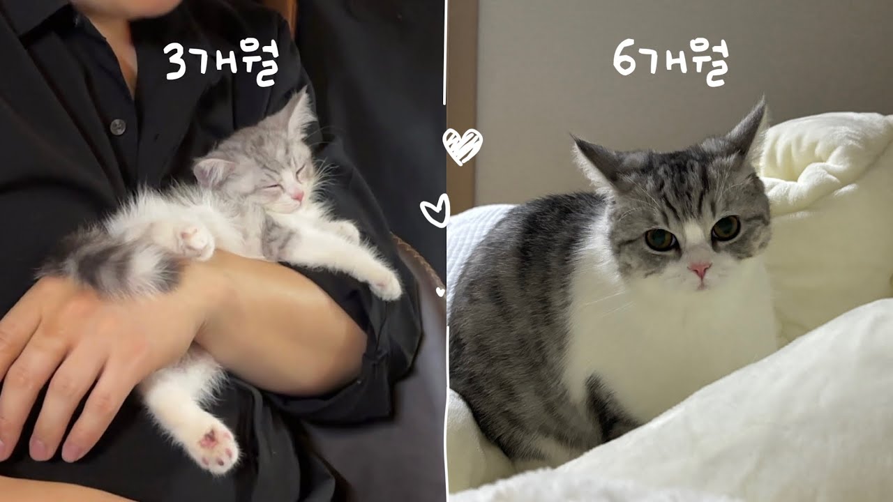 브리티쉬숏헤어 고양이 성장과정 • 코숏과의 합사일기 🐱🤍