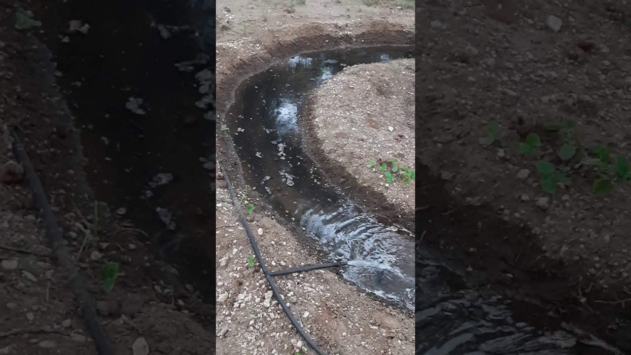 Dual Basin irrigation system for coconut & Influence of SAC products.