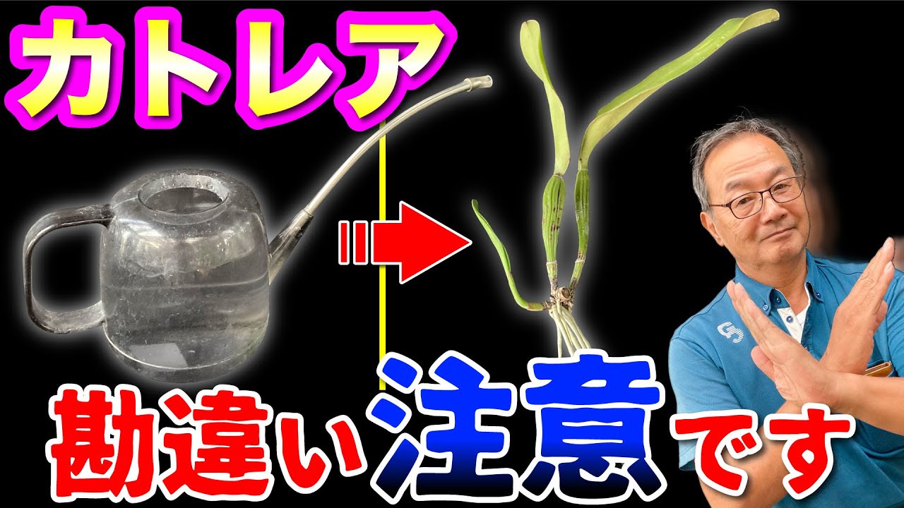 【洋蘭】【カトレア】あれも、これも、それも、の人は注意です。〇〇後は2週間あける！？カトレアの正しい管理方法を知ることで更に成長が見込めます！Two weeks after 〇〇!