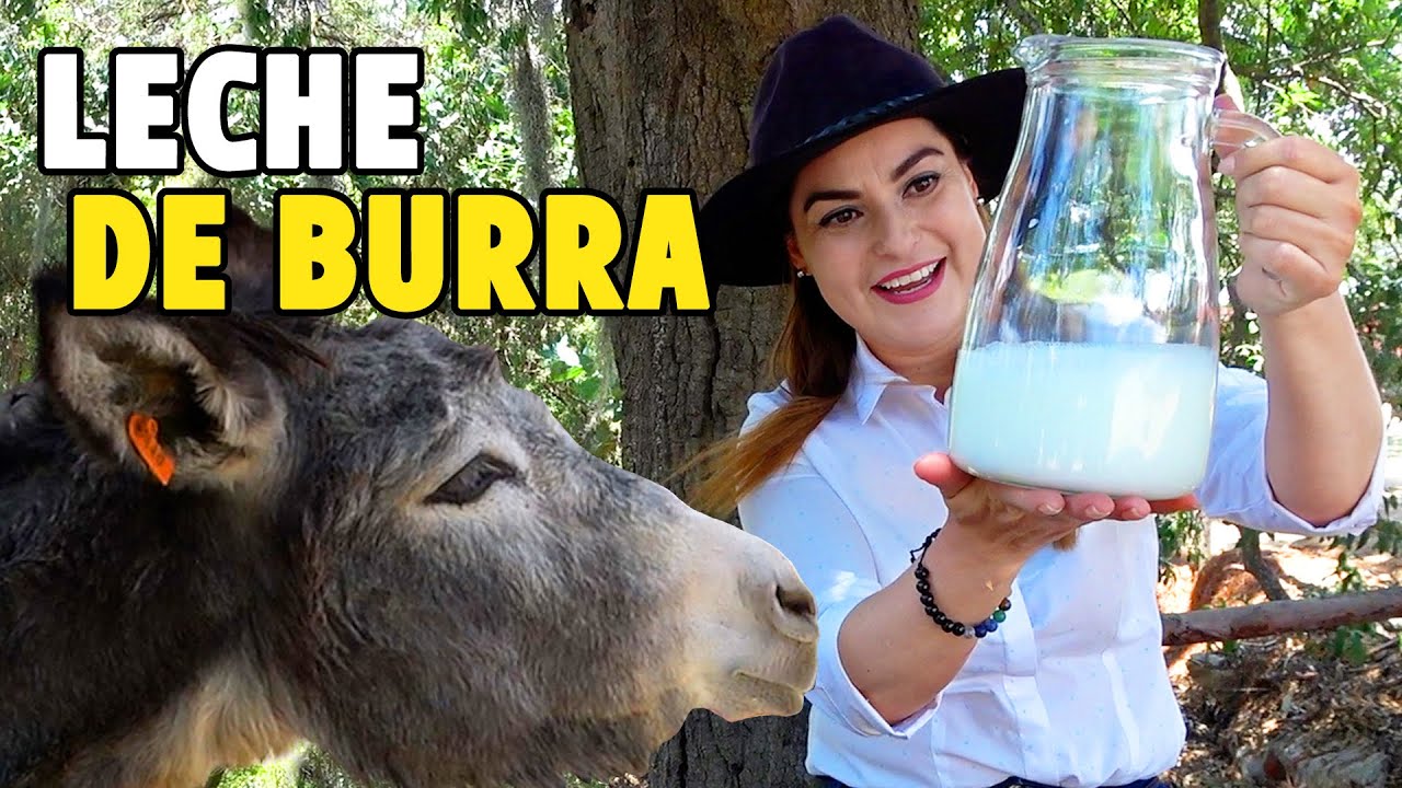 Que CUESTA UN LITRO de LECHE de BURRA  - ALMA Coronel