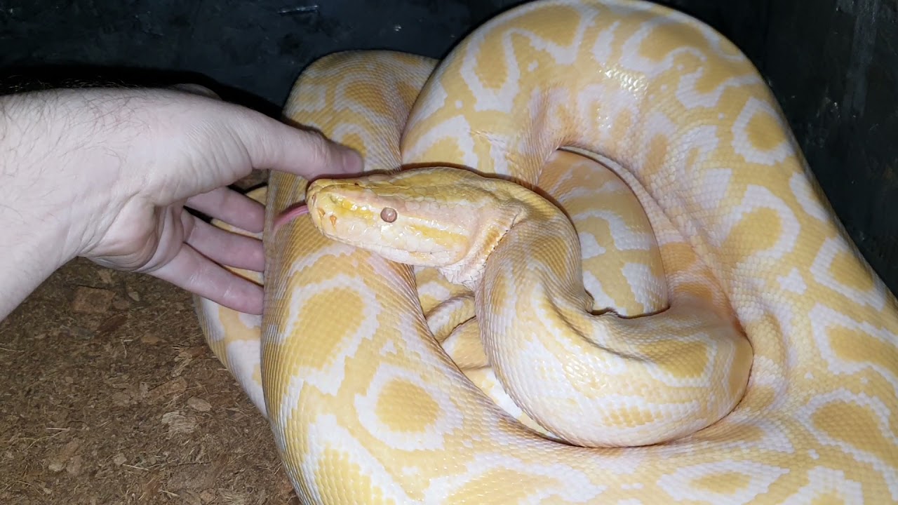 Angry python hissing