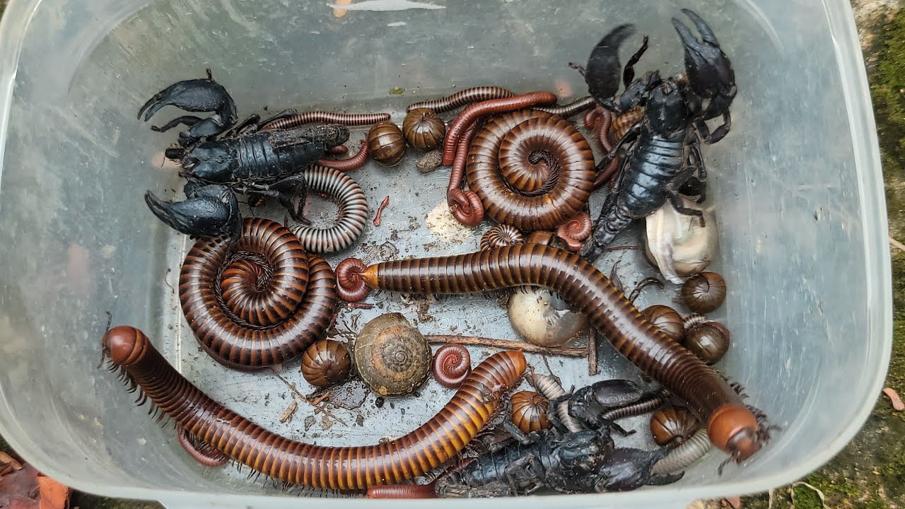 Wonderful Hunting, Catching Venomous Scorpions, Giant Millipede, Ball MILLIPEDES, Plate Snail, Bugs