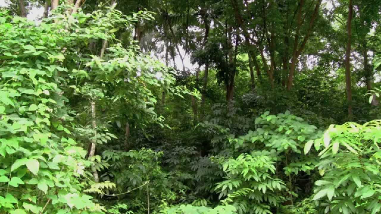 Dschungel-Ger&auml;usche