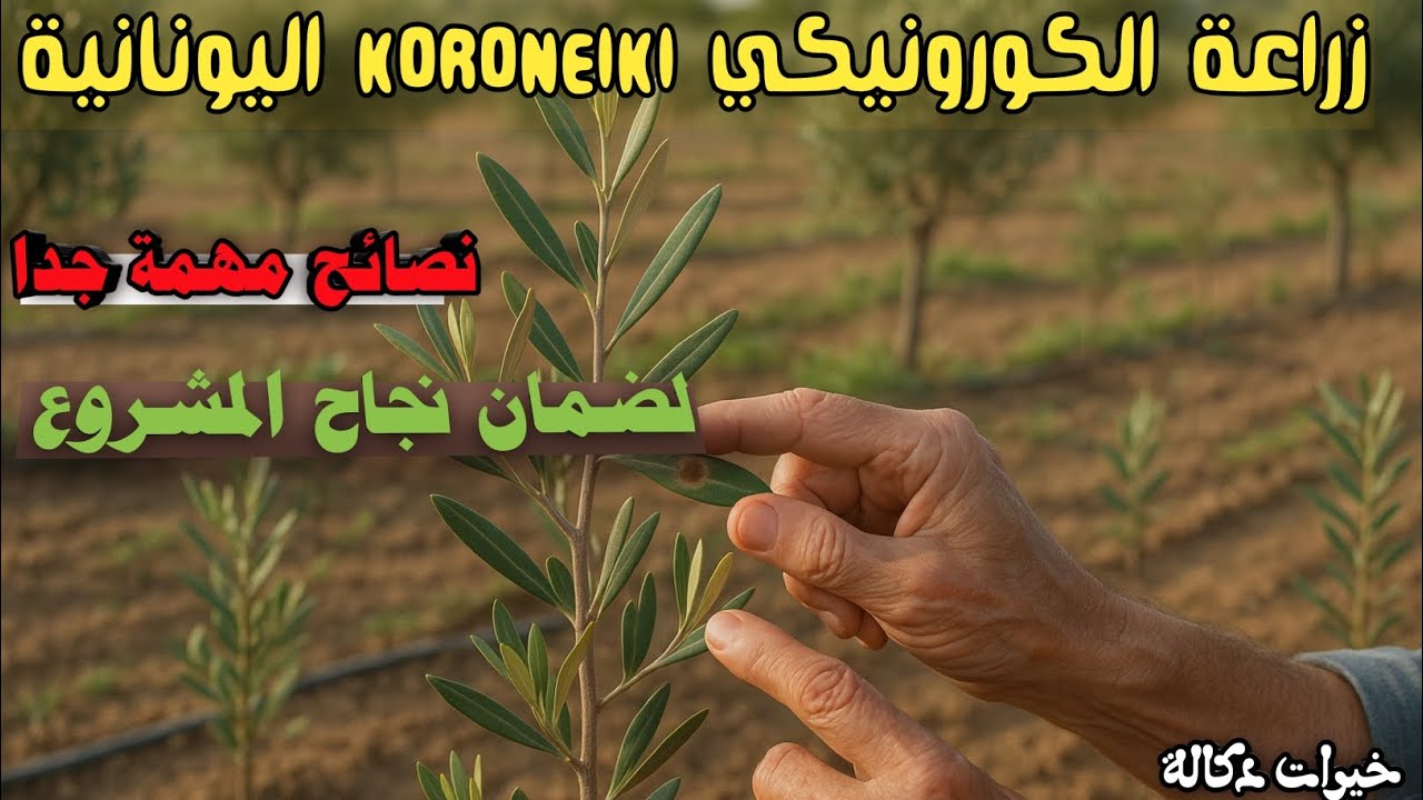 زراعة الزيتون 🌱|| صنف الكورونيكي (Koroneiki) اليونانية 🫒 .. نصائح مهمة جدا لمشروعك 🔴