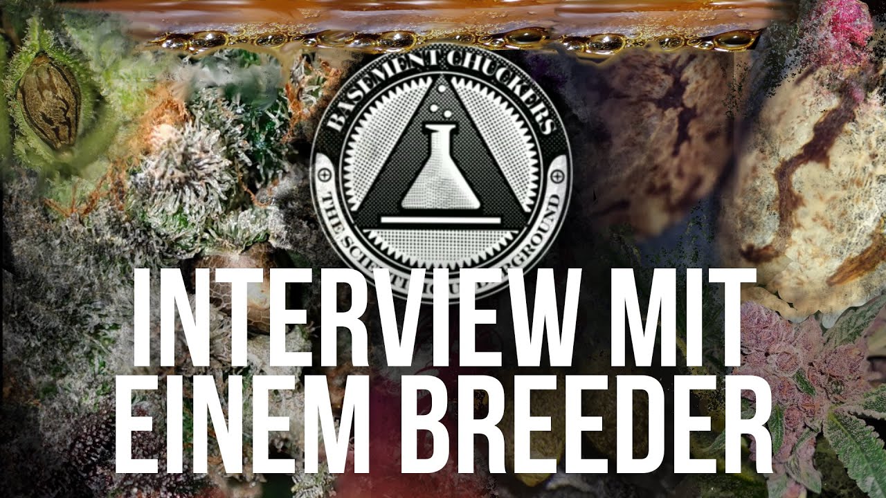 Cannabis Breeder Interview: Basement Chuckers &uuml;ber Genetiken, Z&uuml;chten und Anbau