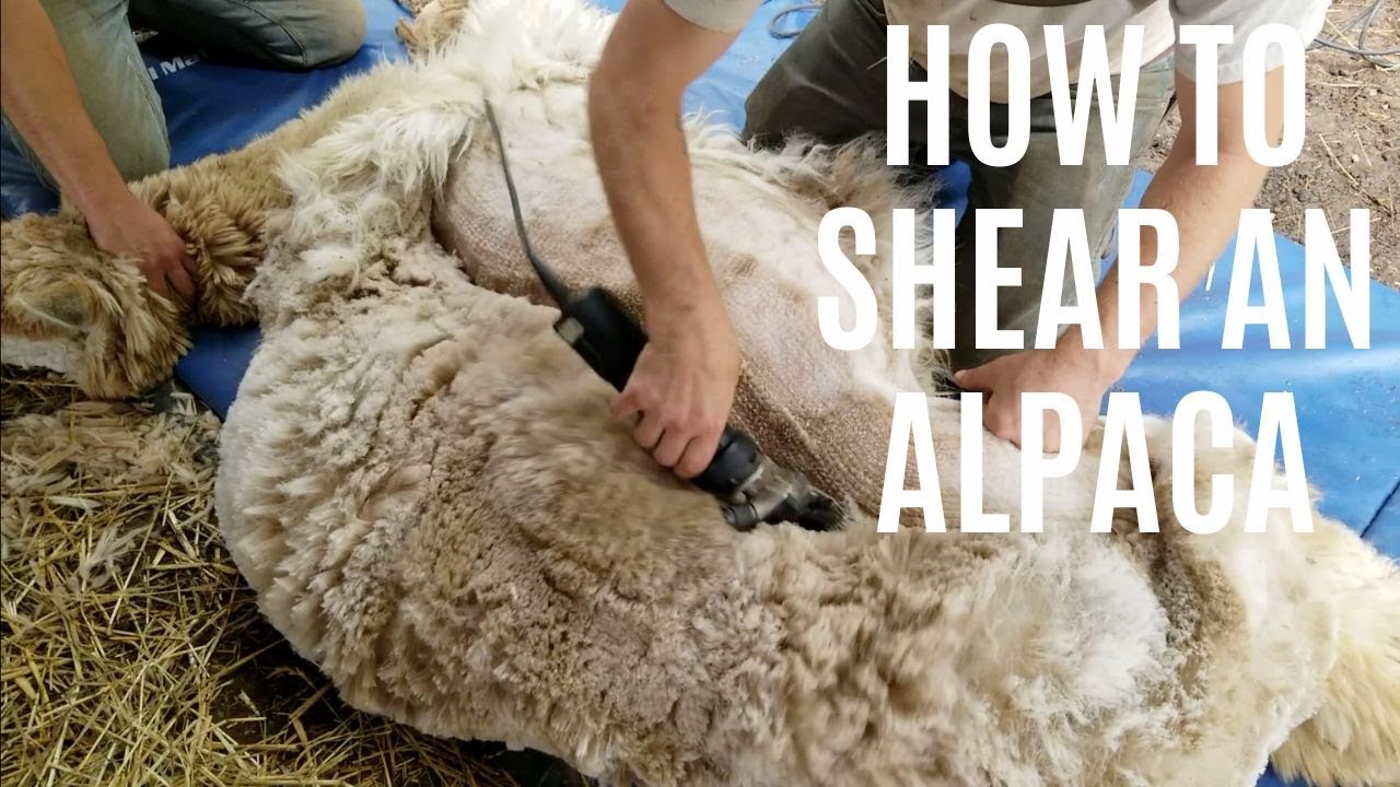 Shearing An Alpaca From Start To Finish
