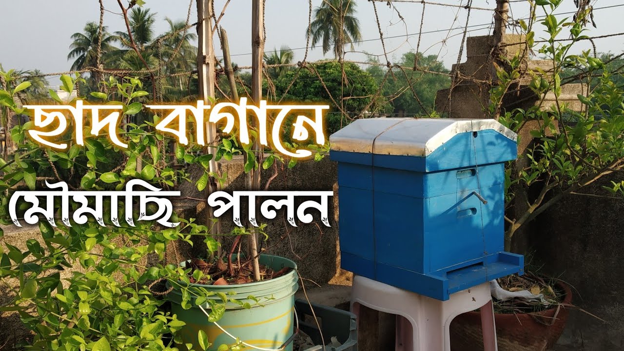 #ছাদবাগান #honeybeefarming #Rooftopgardening।। মৌমাছি নিয়ে মৌখিক কিছু তথ্য-১।। ছাদবাগানে মৌমাছি পালন