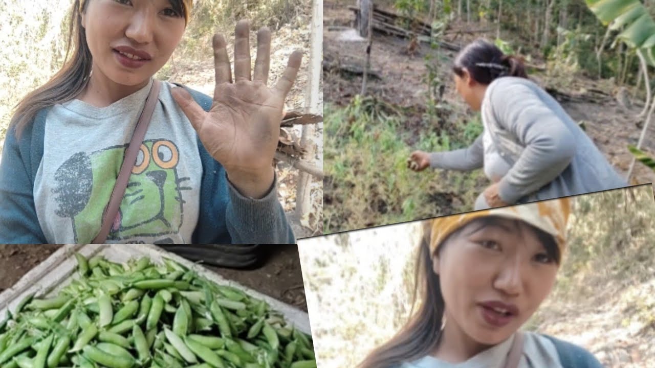 FRESH GREEN MOTOR HARVESTING //about today tollylly vlog 