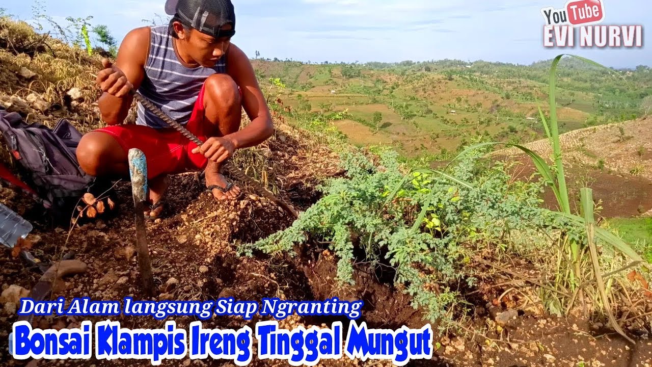 Dongkel BONSAI Arabica KLAMPIS IRENG Dilahan Tebu & Berburu Waktu Sebelum DiMusnahkan #ReniRio