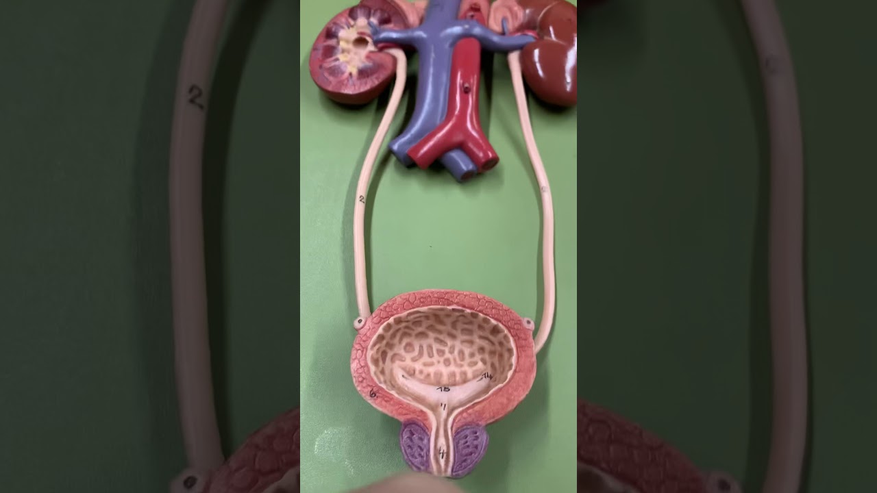 Urinary Bladder Anatomy Model Identification