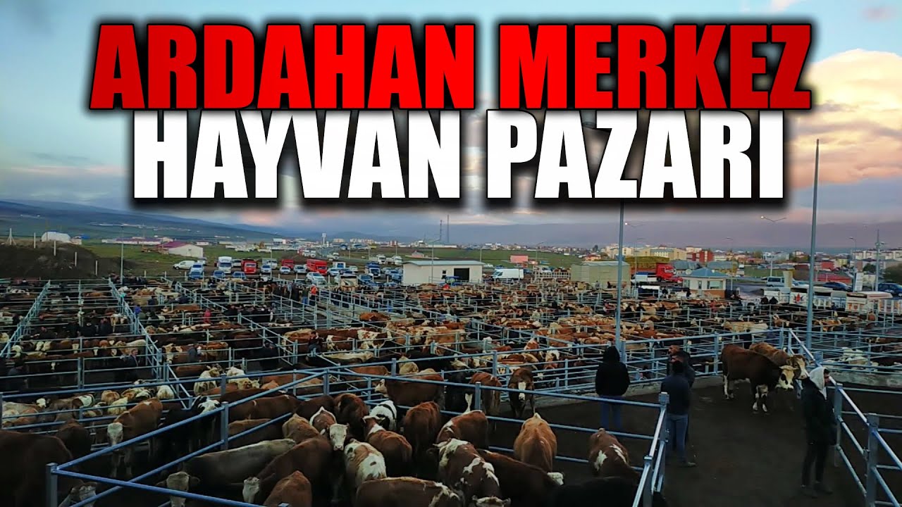 ARDAHAN CANLI HAYVAN PAZARI ! | GÖRDÜĞÜM EN BÜYÜK PAZAR !!!