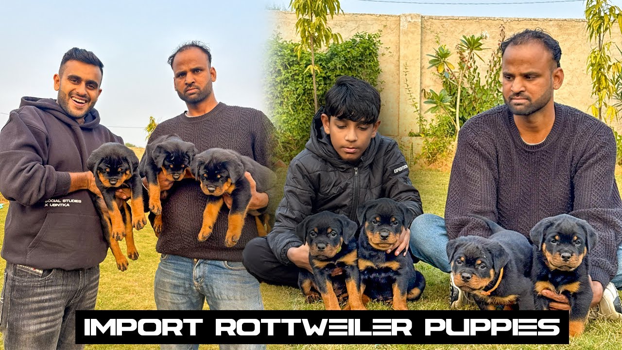 India’s TOP Rottweiler Puppies in Jaipur 😱 Eminam Blood Line 