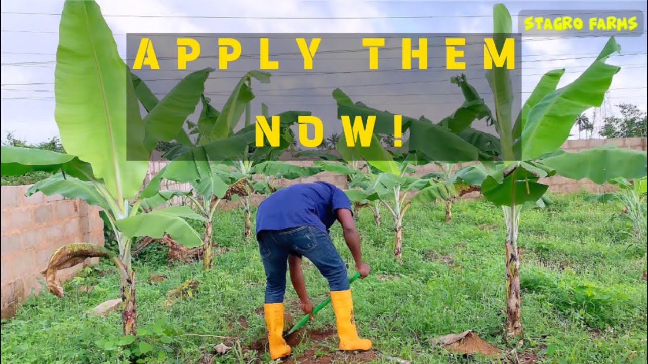 SECRETS OF BANANA FARMING | IMPROVE YOUR YIELD.