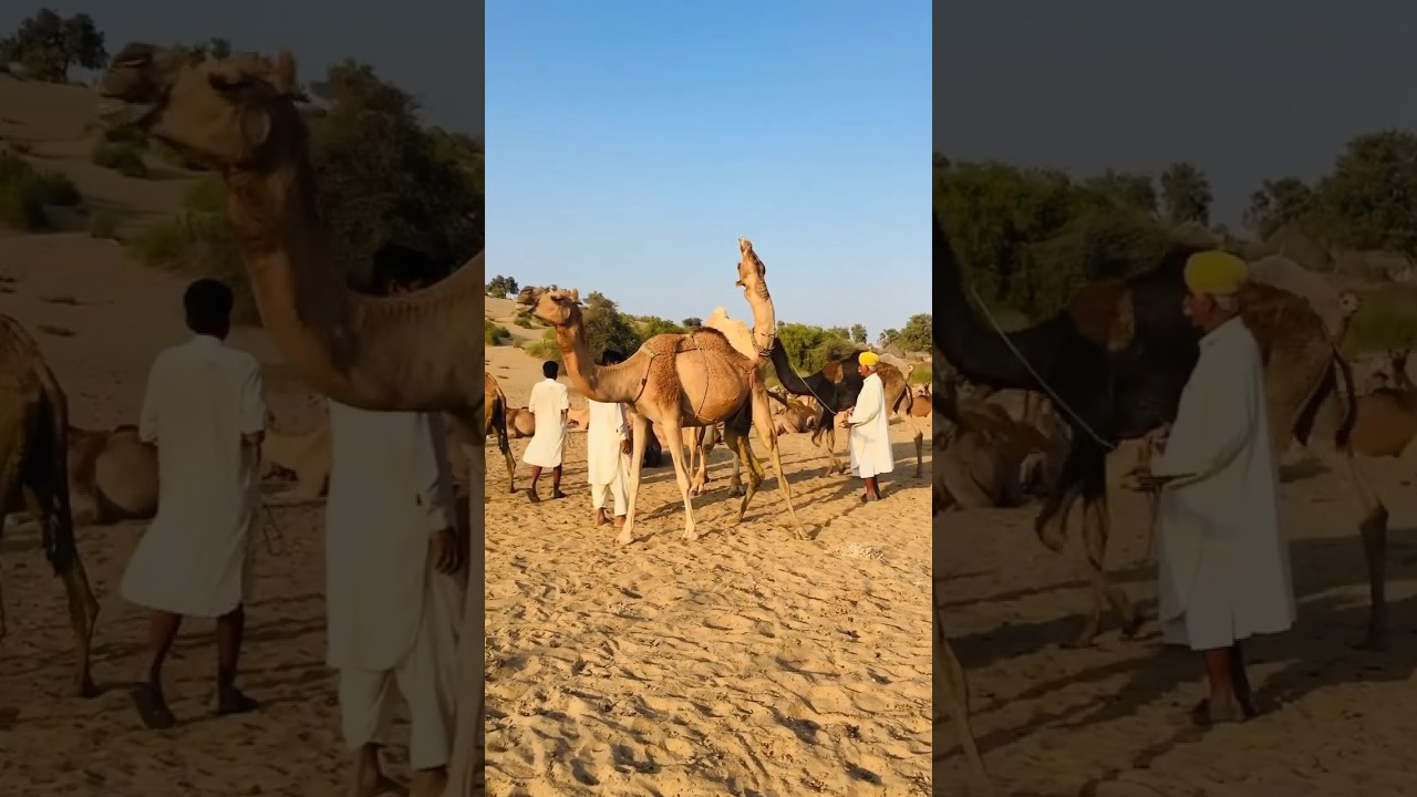 Camels from Desert Thar #animals #camel #desert #beauty #thardesert #camellove