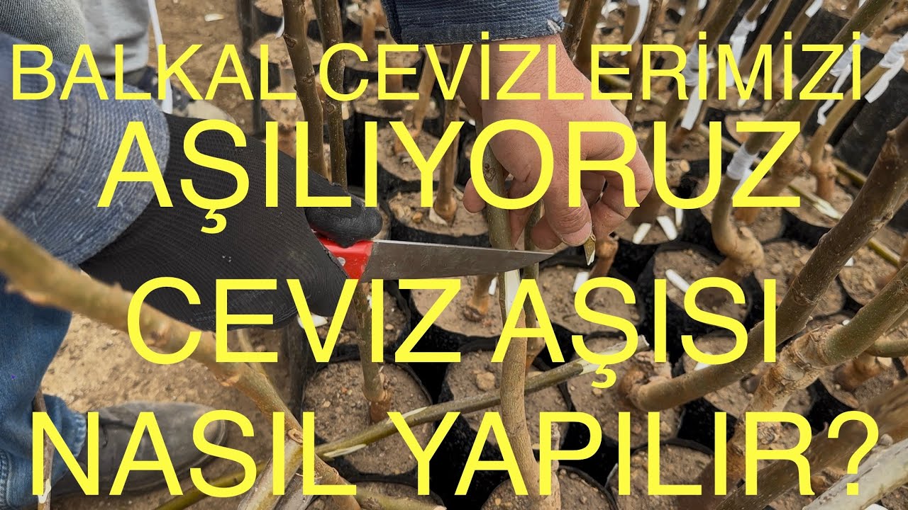 BALKAL CEVİZLERİMİZİ AŞILIYORUZ. CEVIZ AŞISINI NASIL YAPIYORUZ? Ceviz Adam Ahmet Cevizadam