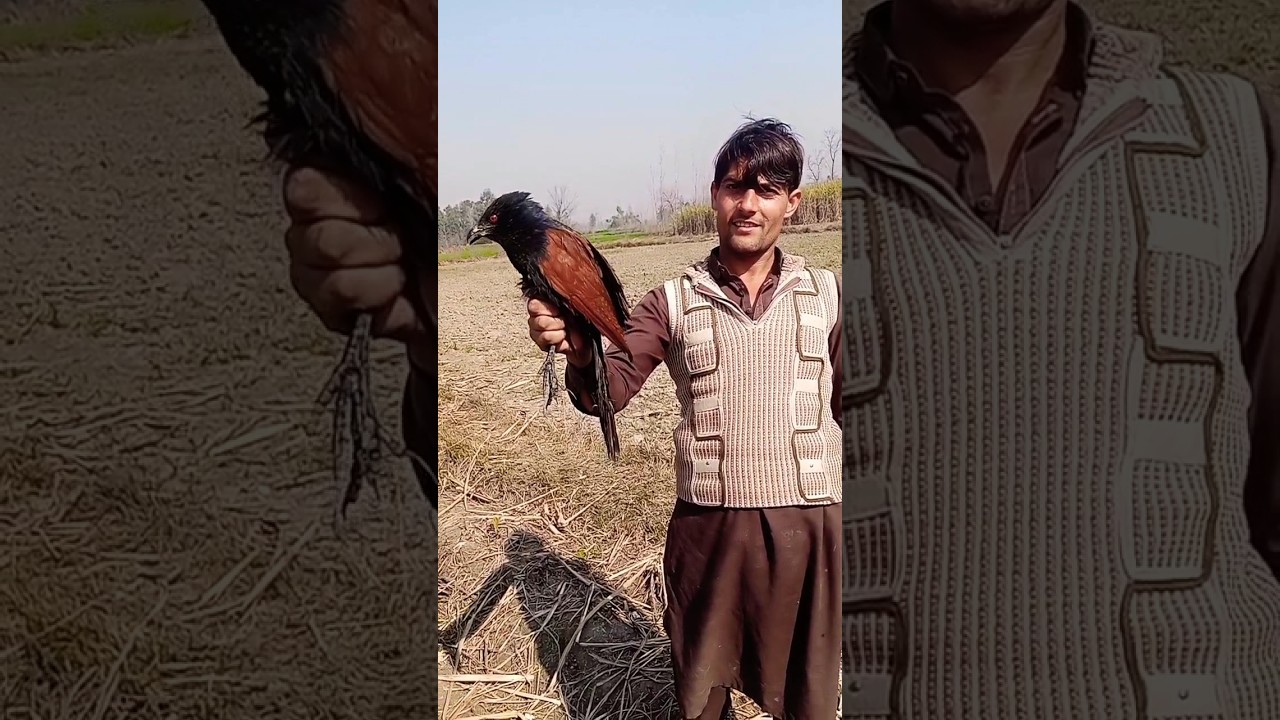 New hunting video of Greater Coucal/سارانے چرگ ||#bird #hunterboy #animals #vlog #food #hunterboy313