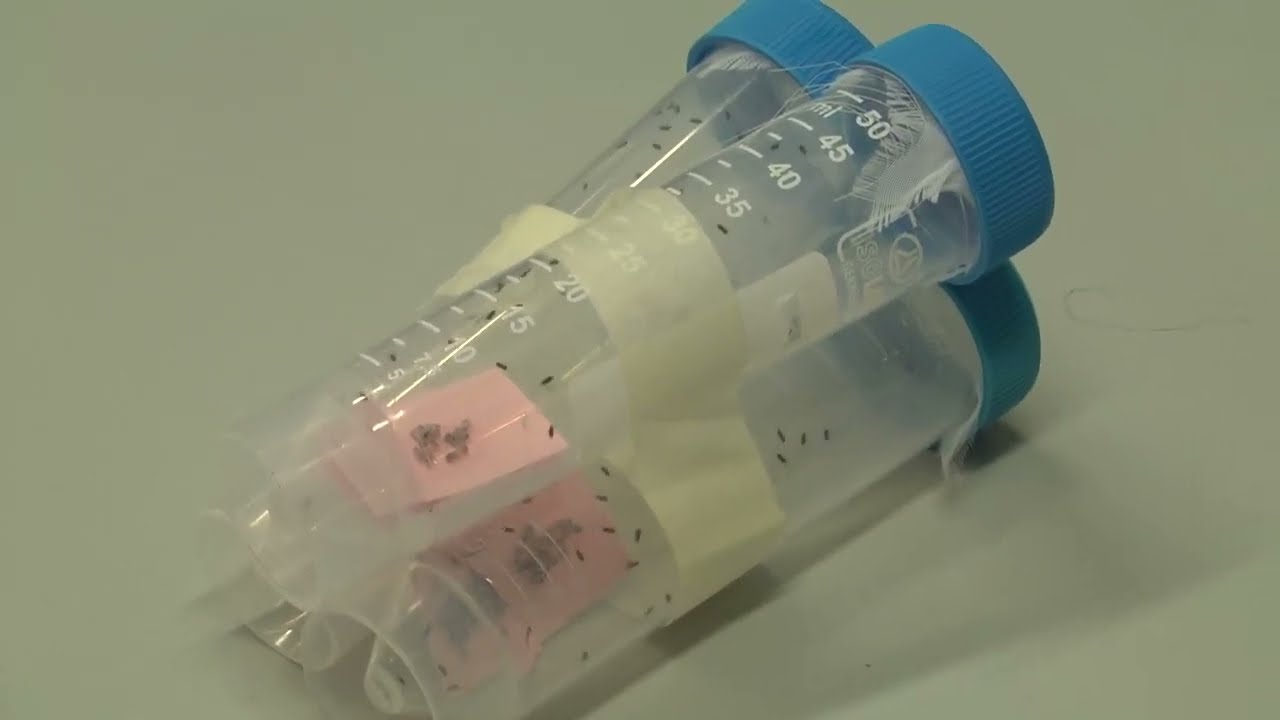 Il rilascio sperimentale del parassita della cimice asiatica