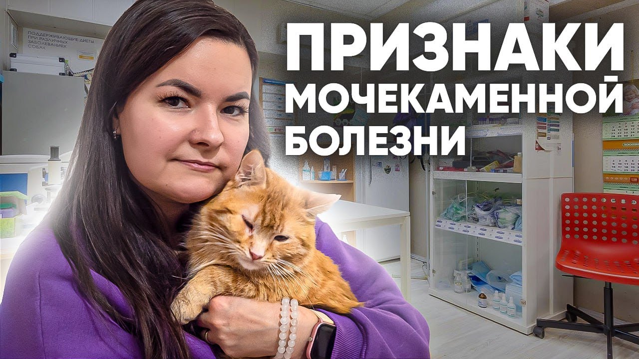 Мочекаменная болезнь у кошек: симптомы и лечение. Как правильно кормить кошку?
