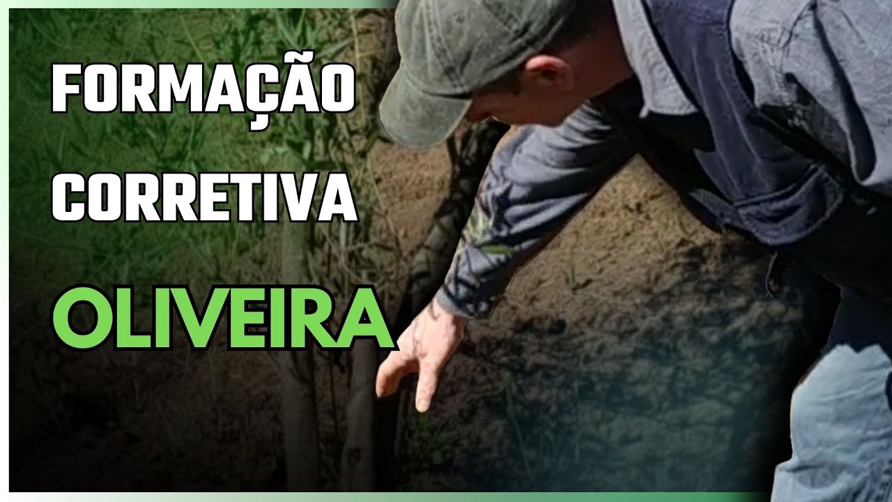 Como PODAR OLIVEIRA de forma corretiva