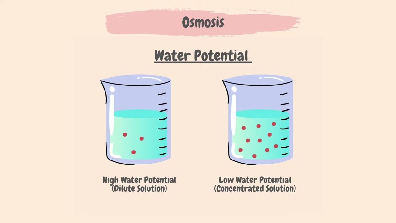 Movement into and out of the cells